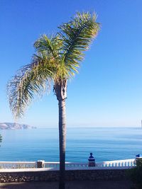 Palm tree by sea against clear blue sky