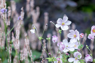 Close-up of white flowers blooming outdoors