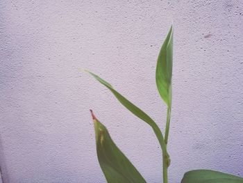 Close-up of plant