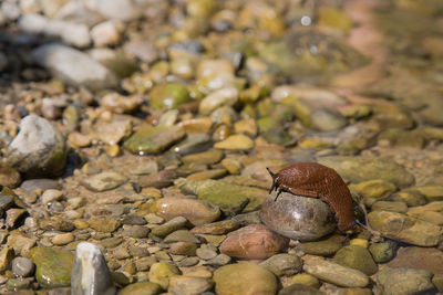 Close-up of lizard on rock