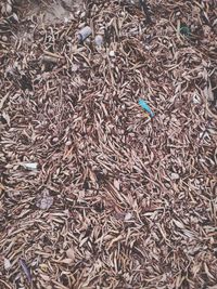 High angle view of dry plants on field