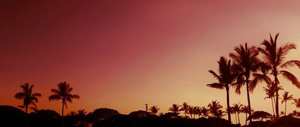 Low angle view of palm trees against sky