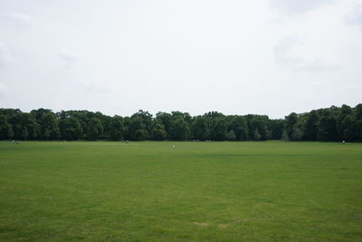 Trees on grassy field