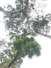 Low angle view of trees against sky