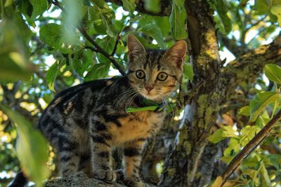 Portrait of a cat