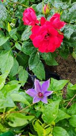 Close-up of fresh pink flower blooming in garden