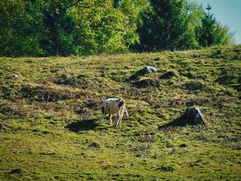 Cow grazing on field