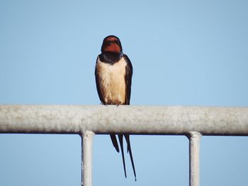 Low angle view of bird perching on blue against sky