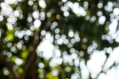 Defocused image of tree