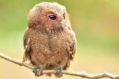 Close-up of owlet perching on branch