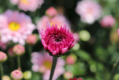 Close-up of pink flower blooming outdoors