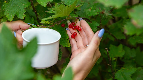 Cropped hand of woman holding potted plant