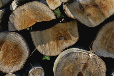 Close-up of logs in forest