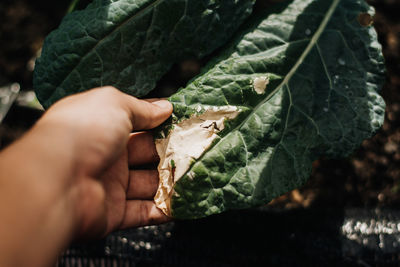 Close-up of hand holding leaves