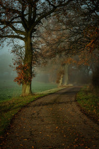 Dirt road amidst trees during foggy weather