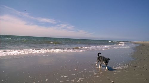 Dog standing on beach against sky