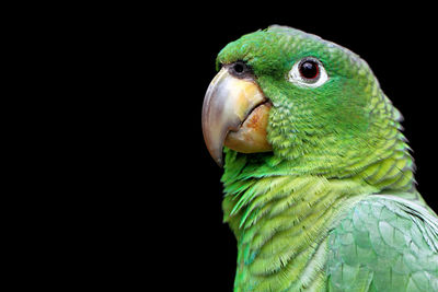 Close-up of parrot against black background