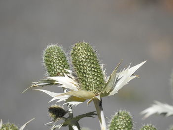 Close-up of white flowering plant