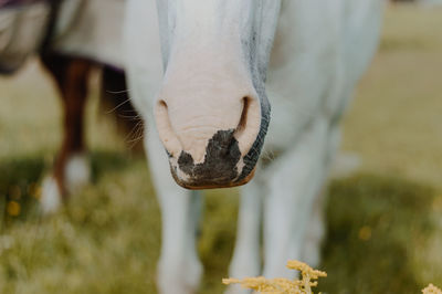 Horse nose in field