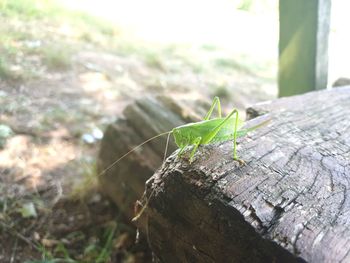 Close-up of insect on tree trunk