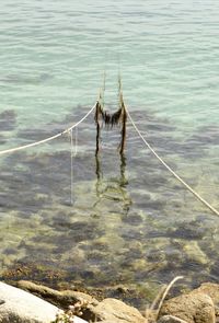 High angle view of horse in sea