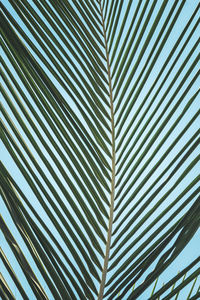 Full frame shot of palm leaves