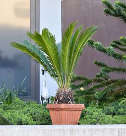 Potted plant against wall