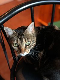 Close-up portrait of cat looking at camera