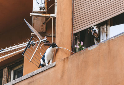 Cat and dog on balcony of apartment. residential, apartment building, pets.