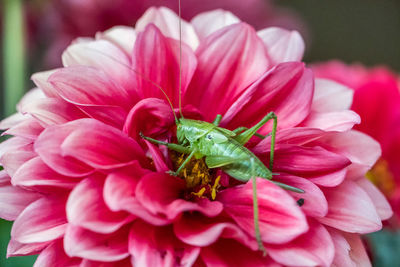 Close-up of pink dahlia