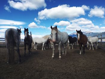 Horses standing on field against sky