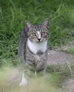 Portrait of tabby cat on land