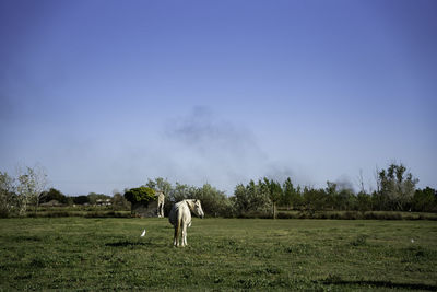 Horse grazing on field against clear sky