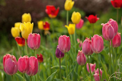 Close-up of red tulips