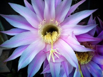 Close-up of purple flower