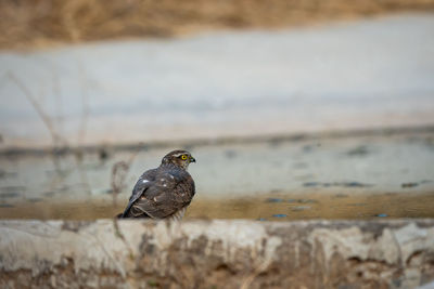 Close-up of bird perching on the beach