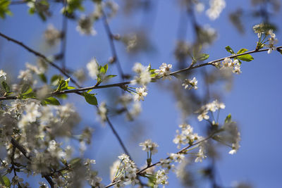 Low angle view of flowering plant against sky