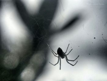 Close-up of spider
