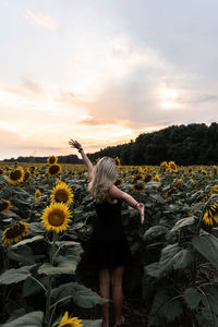 Rear view of woman standing amidst sunflowers against sky during sunset