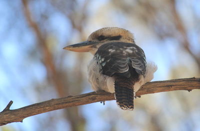 Close-up of bird perching on branch