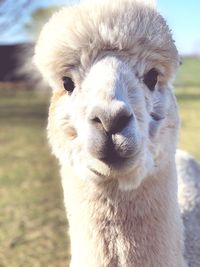 Close-up portrait of alpaca at farm