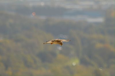 Hawk flying against forest