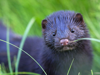 Little marten - close-up of an animal