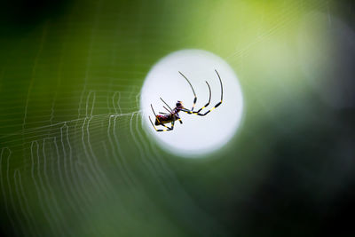 Close-up of spider on web