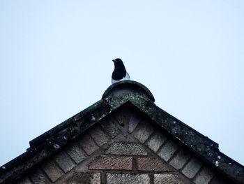 Low angle view of birds perched against clear sky