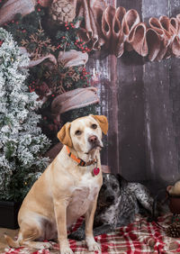 Close-up of dog with christmas decorations