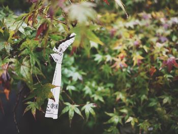 Close-up of plant against blurred background
