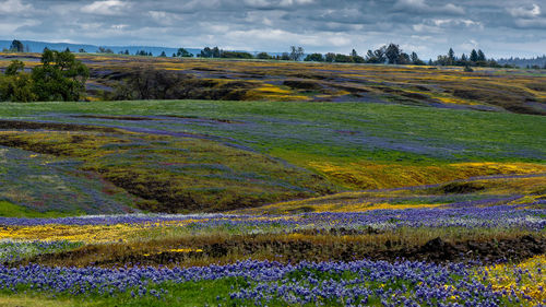 Scenic view of field against sky