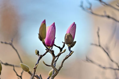 Close-up of pink flowering plant