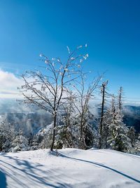 Plants on snow covered land against blue sky